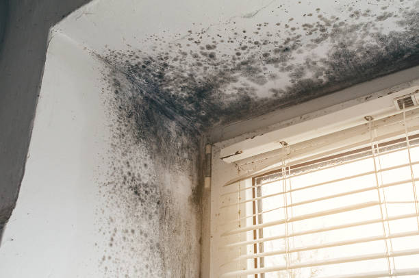 Affordable Attic Mold Remediation solutions in Gwynn Oak, MD